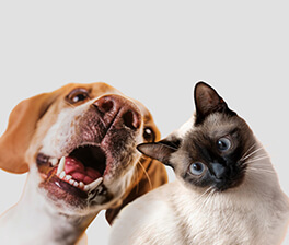 ecommerce Prestashop Solo Animali Portfolio Hostinato
