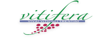 Vitifera